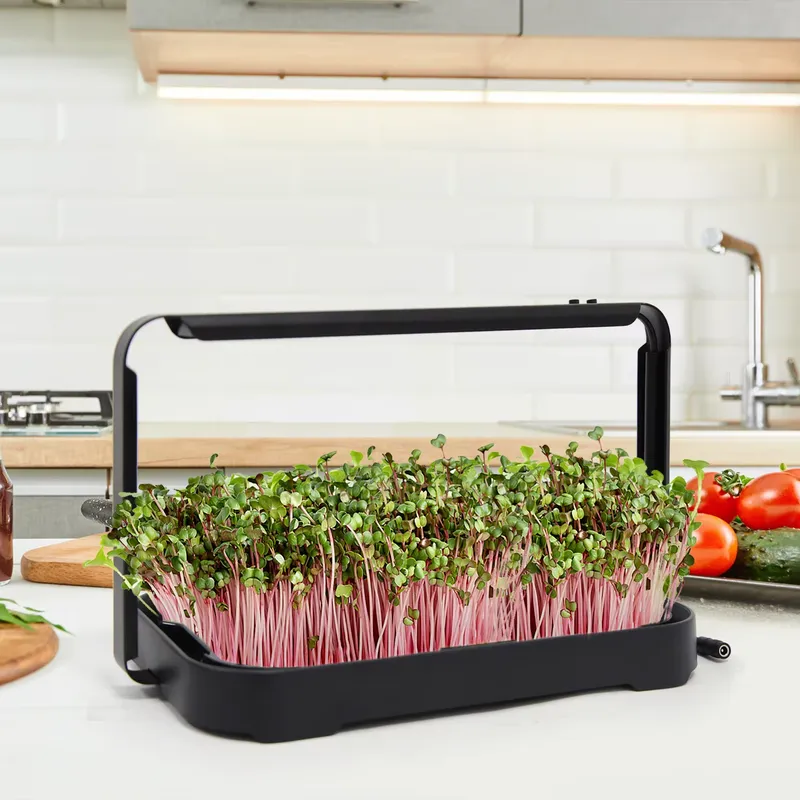 수경재배 트레이 실내 마이크로그린 씨앗 새싹 재배 시스 - Smart Garden Kit 리뷰 및 가격